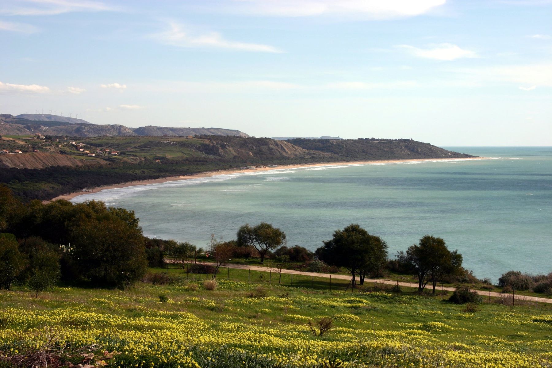 La baia di Eraclea Minoa vista dall'alto in inverno: un prato di fiori gialli e alcuni alberi in primo piano, la lunga spiaggia di sabbia che curva verso un promontorio e il mare verde azzurro